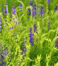 Šišák bajkalský - Scutellaria baicalensis - prodej semen - 15 ks