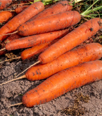 Mrkev karotka Amsterdam raná - Daucus carota - prodej semen - 900 ks