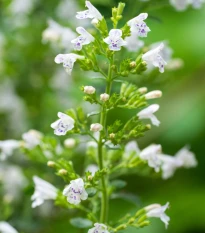 Marulka lékařská - Calamintha nepeta - prodej semen - 300 ks