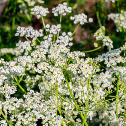 Kmín římský - Cuminum cyminum - prodej semen - 40 ks