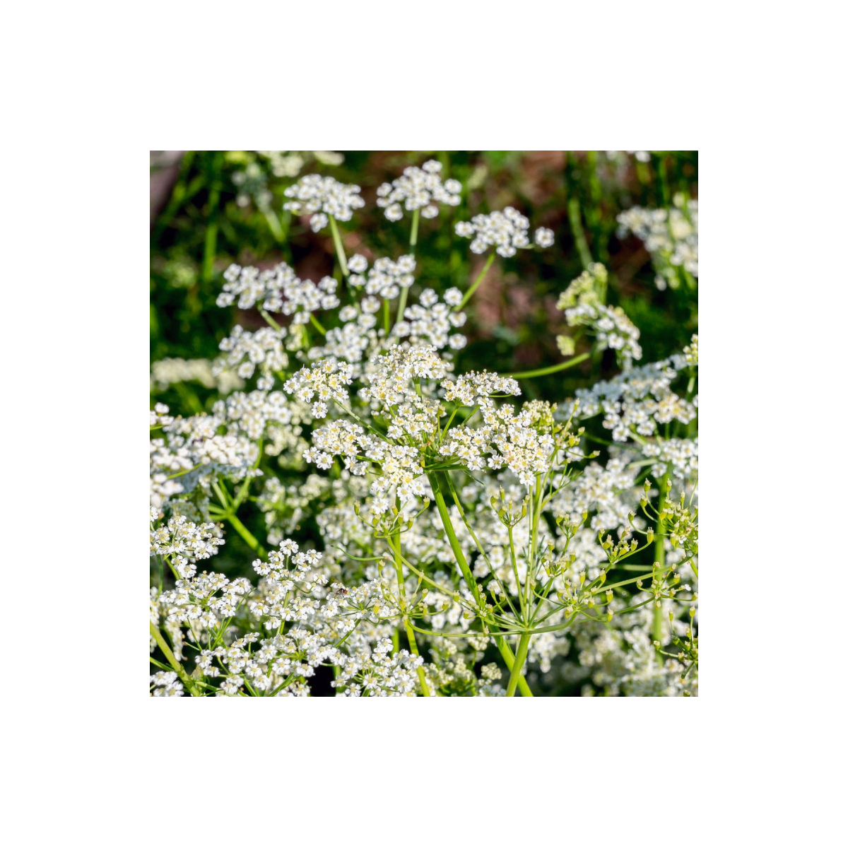 Kmín římský - Cuminum cyminum - prodej semen - 40 ks