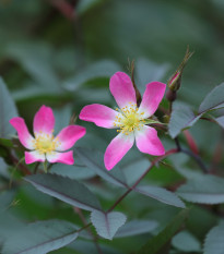 Růže sivá - Rosa glauca - prodej semen - 5 ks