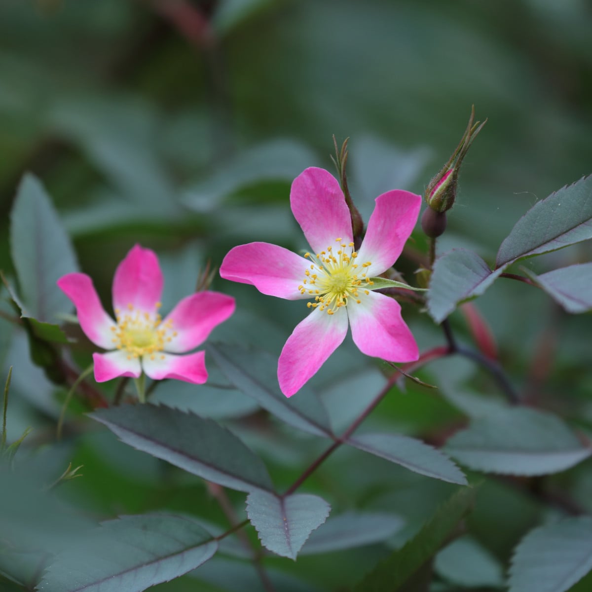 Růže sivá - Rosa glauca - prodej semen - 5 ks