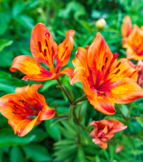 Lilie cibulkonosná - Lilium bulbiferum - prodej semen - 5 ks