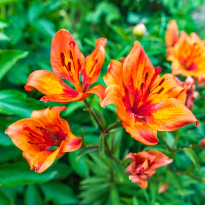 Lilie cibulkonosná - Lilium bulbiferum - prodej semen - 5 ks