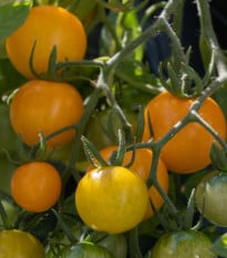 Rajče Tom Yellow - Solanum lycopersicum - prodej semen - 8 ks