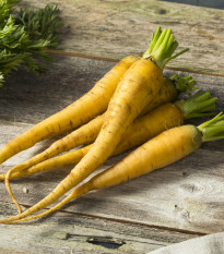Mrkev Yellowstone - Daucus carota - prodej semen - 280 ks
