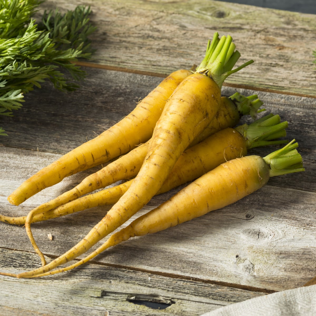 Mrkev Yellowstone - Daucus carota - prodej semen - 280 ks