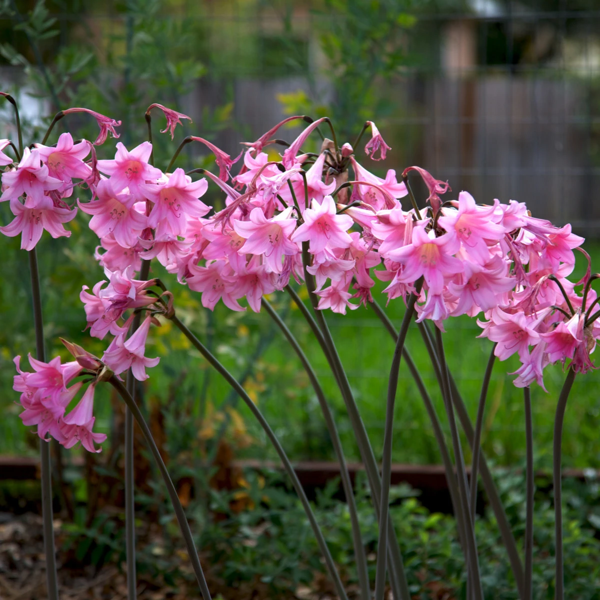 Amarylka Belladonna - Amarylis - prodej cibulovin - 1 ks