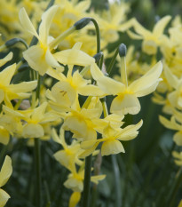 Narcis Hawera - Narcissus - prodej cibulovin - 3 ks