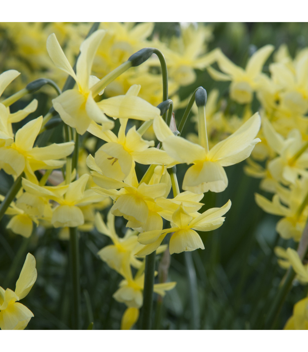 Narcis Hawera - Narcissus - prodej cibulovin - 3 ks