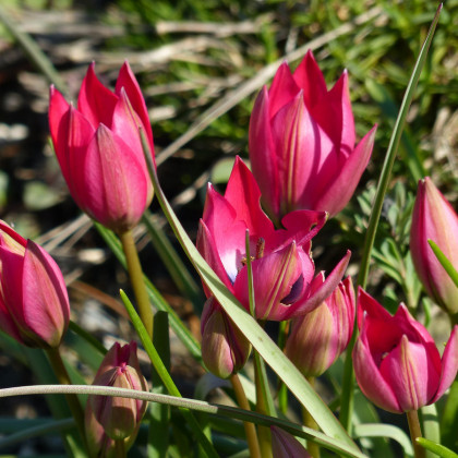 Tulipán Little Beauty - Tulipa Little Beauty - prodej cibulovin - 3 ks