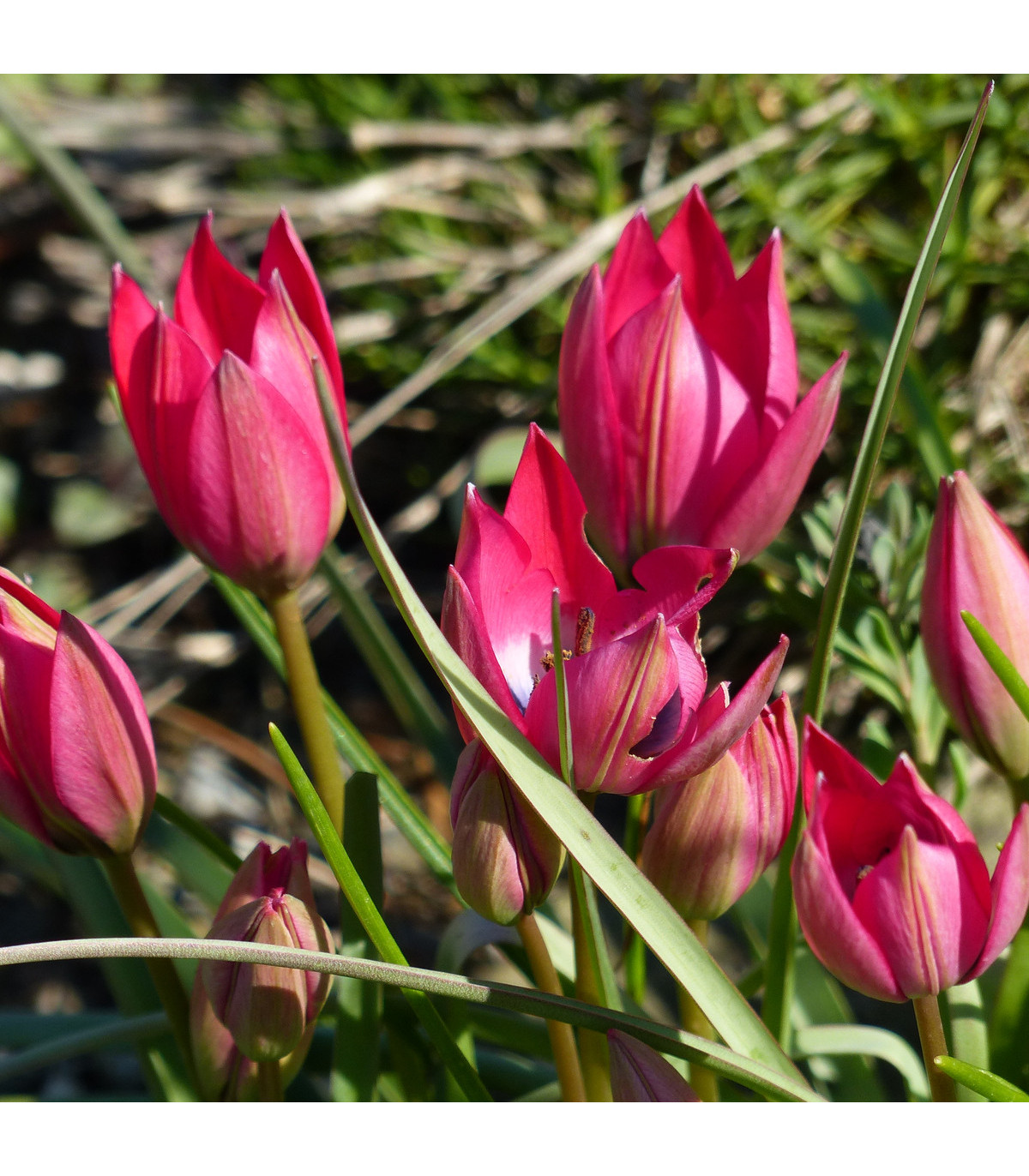 Tulipán Little Beauty - Tulipa Little Beauty - prodej cibulovin - 3 ks