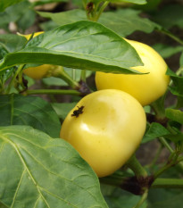 Paprika rajčatová Nagykuti - Capsicum annuum - prodej semen - 7 ks