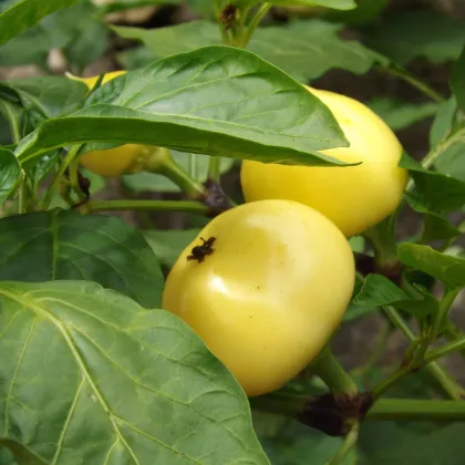 Paprika rajčatová Nagykuti - Capsicum annuum - prodej semen - 7 ks