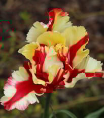 Tulipán Flamming Parrot - Tulipa - prodej cibulovin - 3 ks