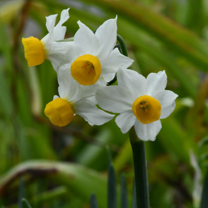 Narcis Canaliculatus - Narcissus canaliculatus - prodej cibulovin - 3 ks