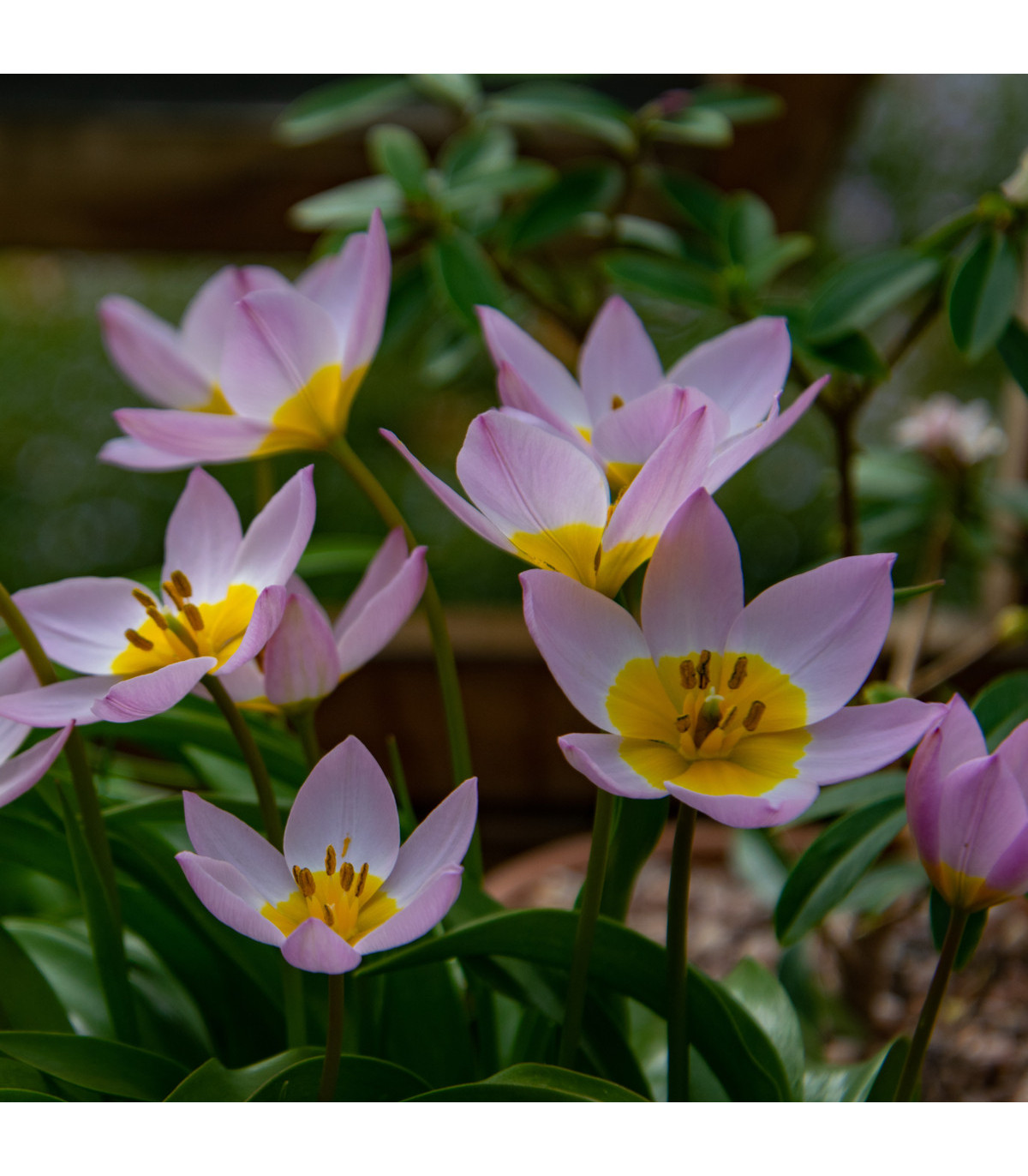 Tulipán Bakerii Lilac Wonder - Tulipa saxatilis - prodej cibulovin - 3 ks