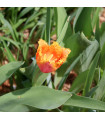 Tulipán Lambada - Tulipa - prodej cibulovin - 3 ks