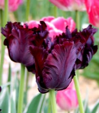 Tulipán Black Parrot - Tulipa - prodej cibulovin - 3 ks