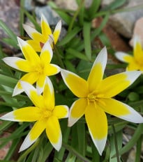 Tulipán pozdní Tarda - Tulipa - prodej cibulovin - 3 ks