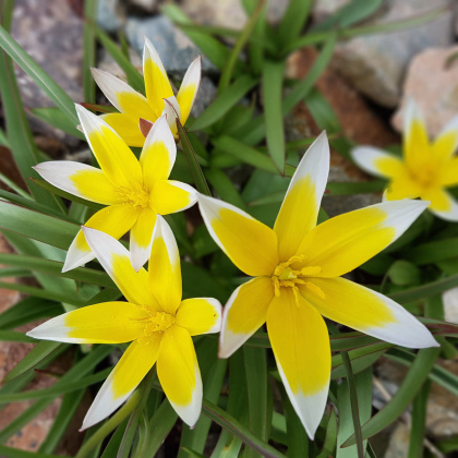 Tulipán pozdní Tarda - Tulipa - prodej cibulovin - 3 ks