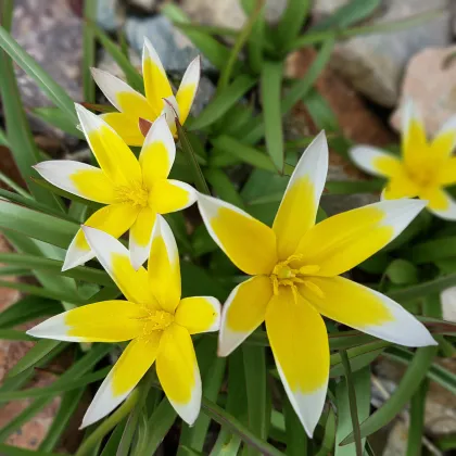 Tulipán pozdní Tarda - Tulipa - prodej cibulovin - 3 ks