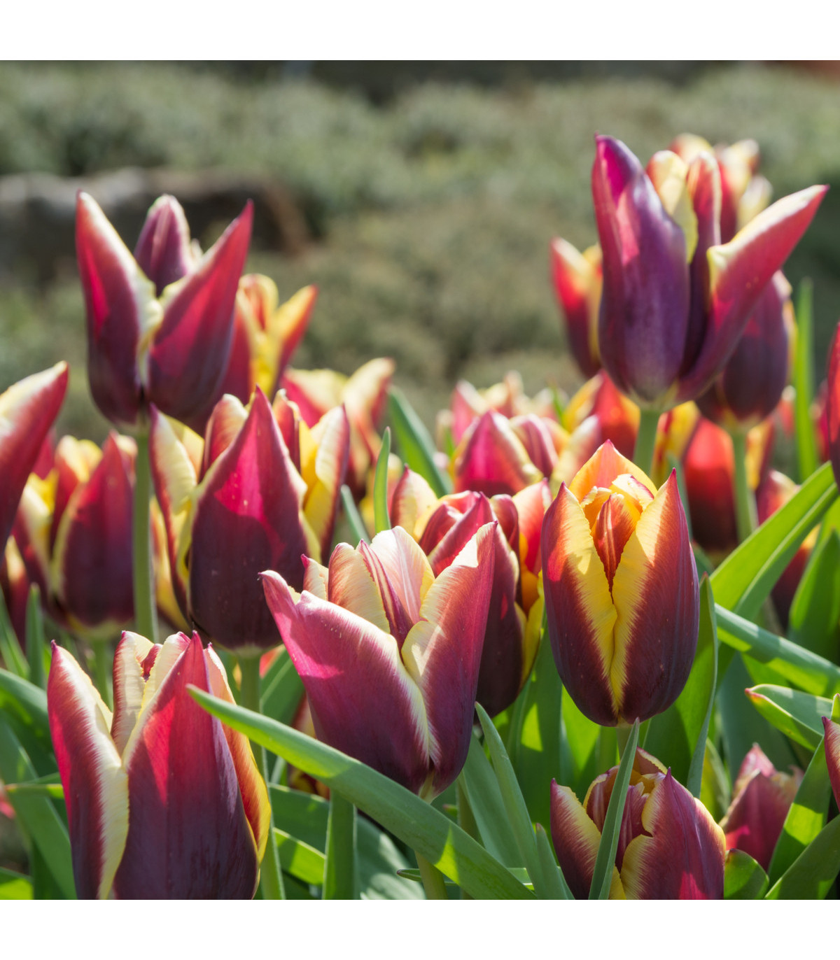Tulipán Gavota - Tulipa - prodej cibulovin - 3 ks