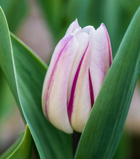 Tulipán Striped Flag - Tulipa - prodej cibulovin - 3 ks