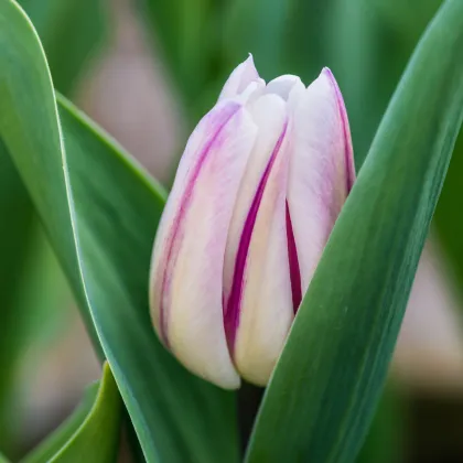 Tulipán Striped Flag - Tulipa - prodej cibulovin - 3 ks