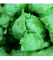 Salát Ledové jezero - Lactuca sativa - prodej semen - 100 ks