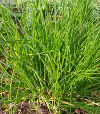BIO Pažitka - Allium schoenoprasum L.- prodej bio semen - 200 ks