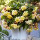 Begonie převislá Sunny Dream - Begonia odorata - prodej cibulovin - 2 ks