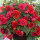 Begonie převislá Red Glory - Begonia odorata - prodej cibulovin - 2 ks
