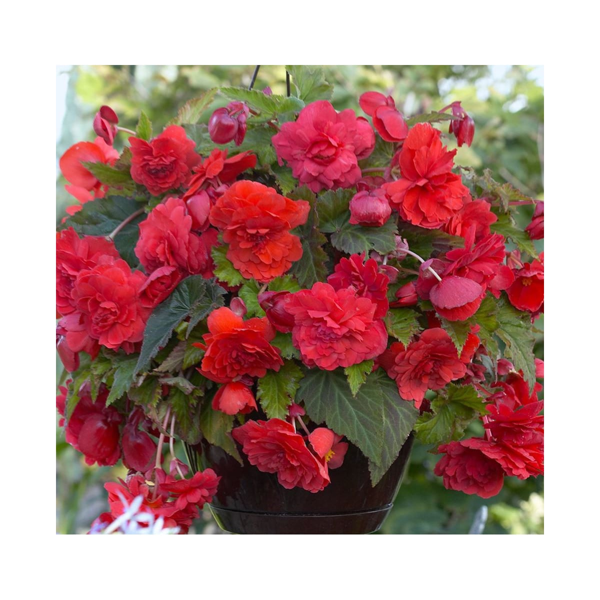 Begonie převislá Red Glory - Begonia odorata - prodej cibulovin - 2 ks