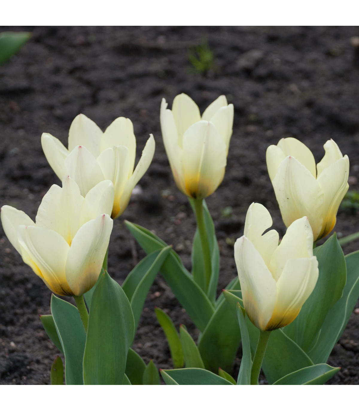 Tulipán Concerto - Tulipa - prodej cibulovin - 3 ks