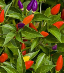 Chilli Little Elf - Capsicum chinense - prodej semen - 6 ks