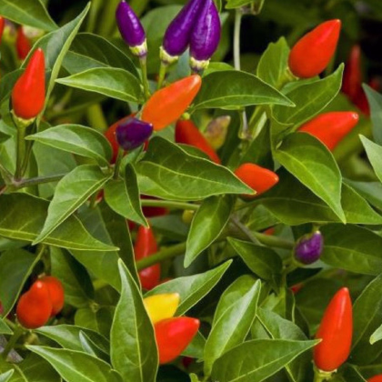 Chilli Little Elf - Capsicum chinense - prodej semen - 6 ks