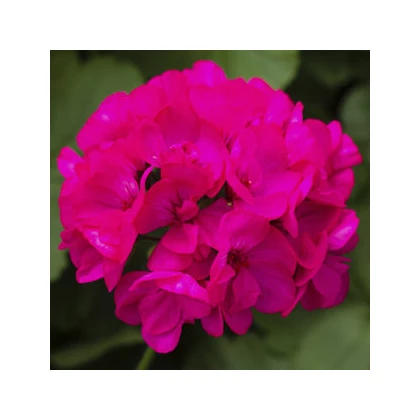 Muškát páskatý Nekita Deep Rose F1 - Pelargonium zonale - prodej semen - 4 ks