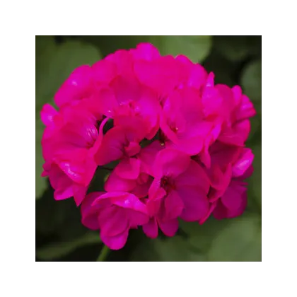 Muškát páskatý Nekita Deep Rose F1 - Pelargonium zonale - prodej semen - 4 ks