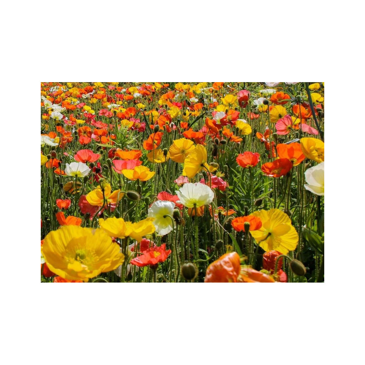 Mák islandský směs barev - Papaver nudicaule - prodej semen - 50 ks