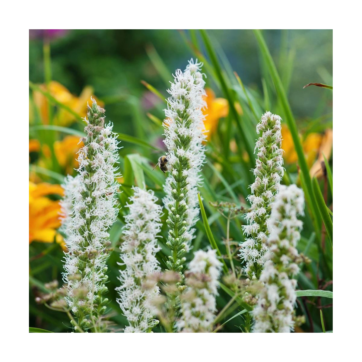 Šuškarda bílá Alba - Liatris spicata - prodej cibulovin - 5 ks