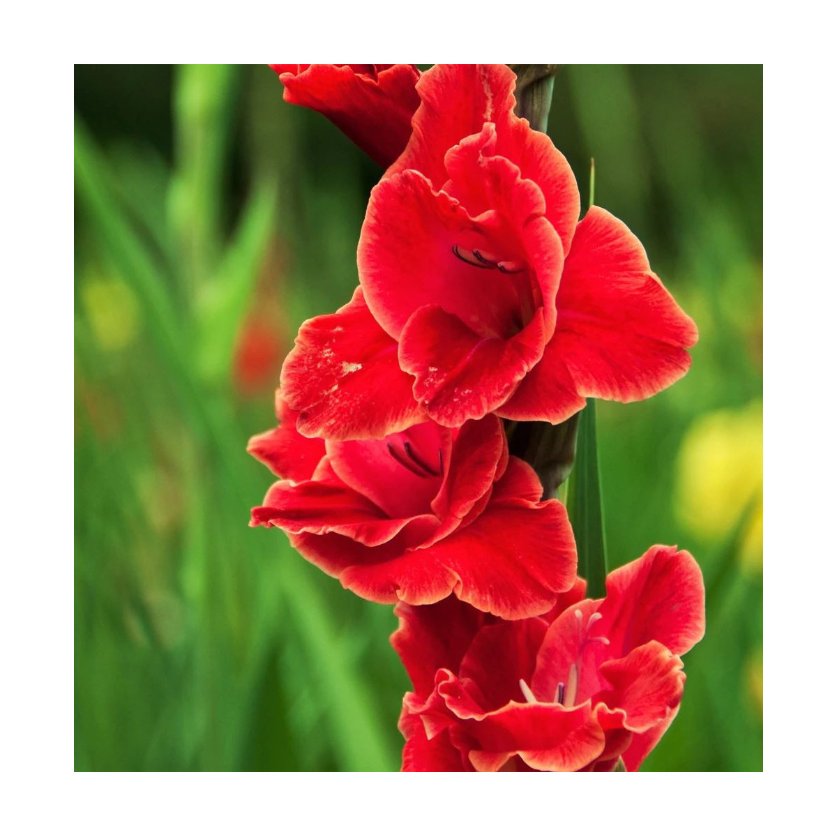 Gladiol Atom - Gladiolus - prodej cibulovin - 3 ks