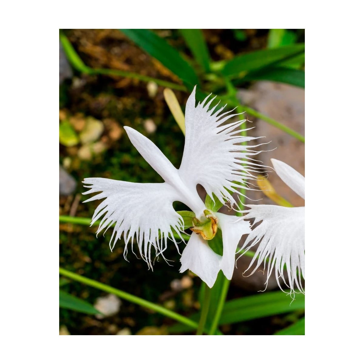 Ptačí orchidej - Habenaria radiata - prodej cibulovin - 1 ks