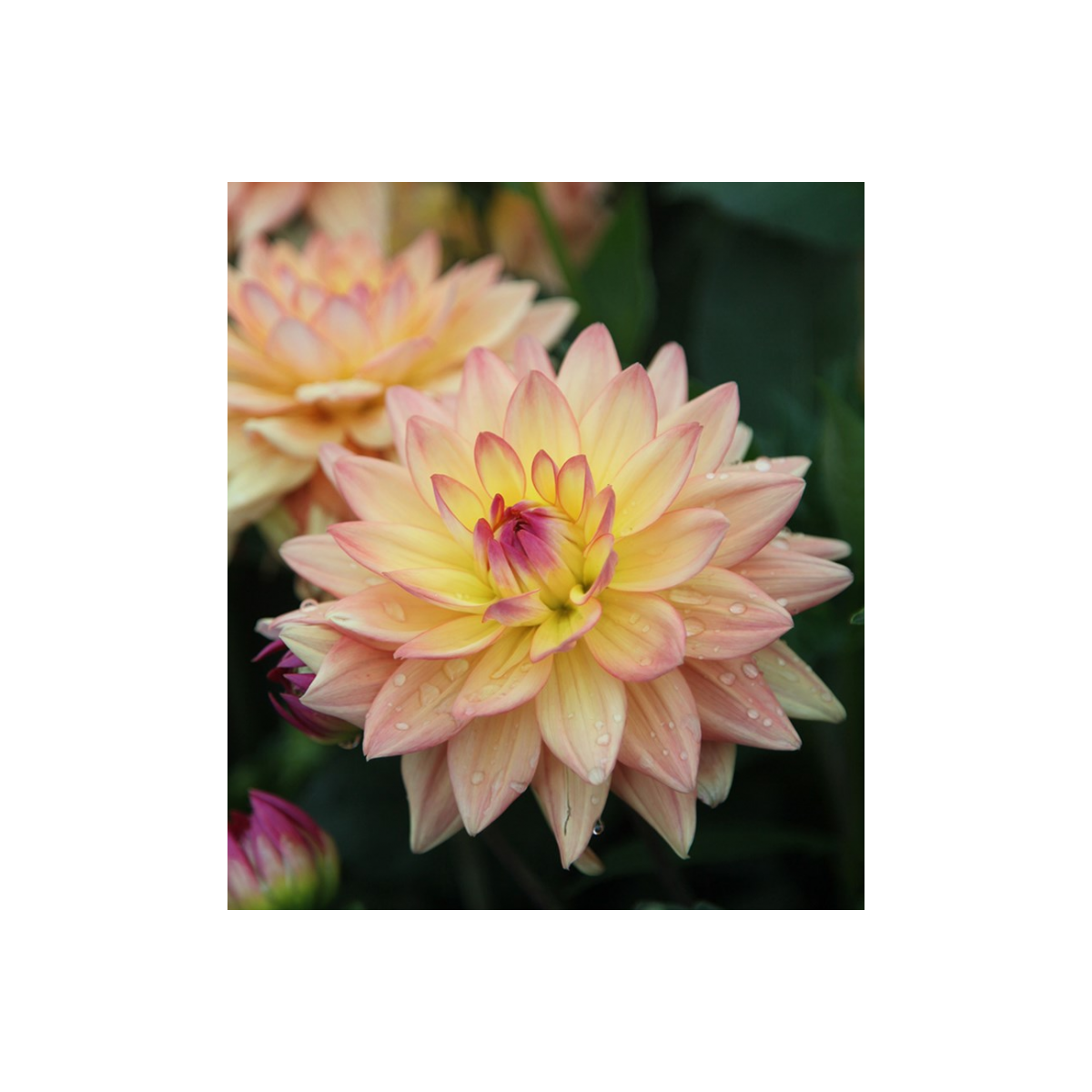 Jiřinka Melody Dora - Dahlia - prodej cibulovin - 1 ks