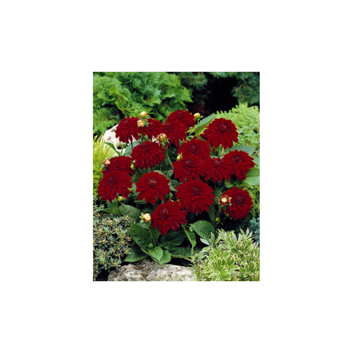 Jiřinka Melody Mambo - Dahlia - prodej cibulovin - 1 ks