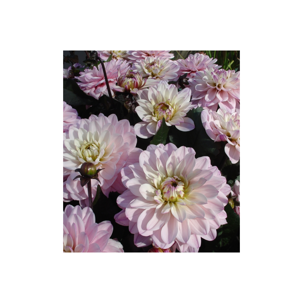 Jiřinka Melody Harmony - Dahlia - prodej cibulovin - 1 ks