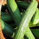 BIO okurka salátová Persika - Cucumis sativus - prodej bio semen - 10 ks