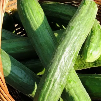 BIO okurka salátová Persika - Cucumis sativus - prodej bio semen - 10 ks