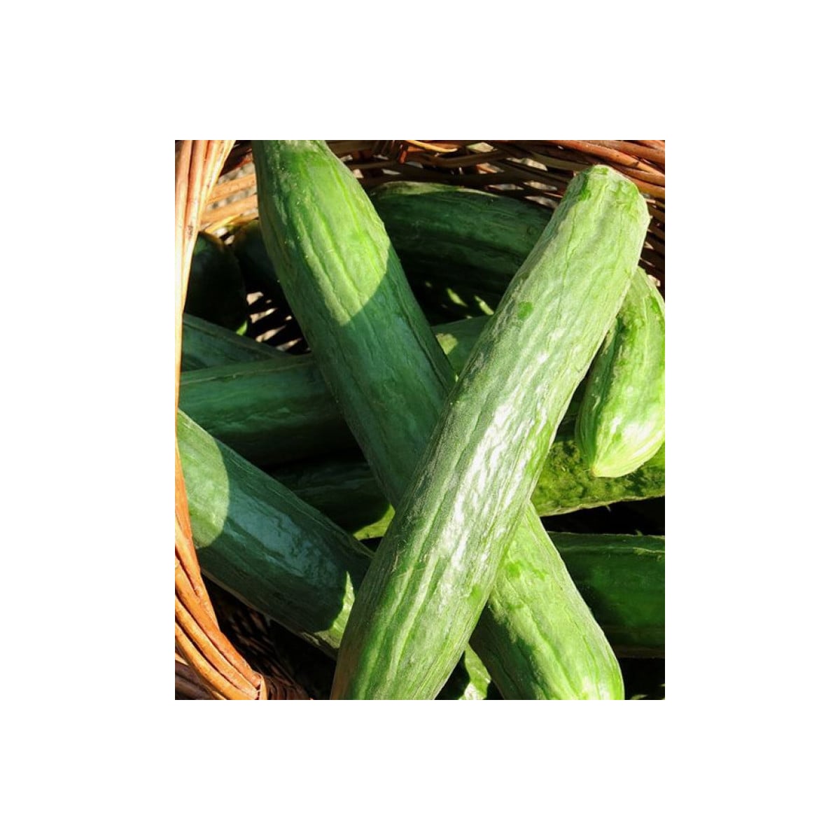 BIO okurka salátová Persika - Cucumis sativus - prodej bio semen - 10 ks